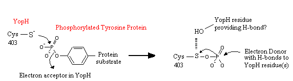 Possible mechanism of formation of phosphocysteine intermediate for YopH dephosphorylation. Derived using information from Stuckey, J.A. et al. Nature. 370:571-575 (1994) and Pannifer et al. The Journal of Biological Chemistry. 273:10454–10462 (1998).