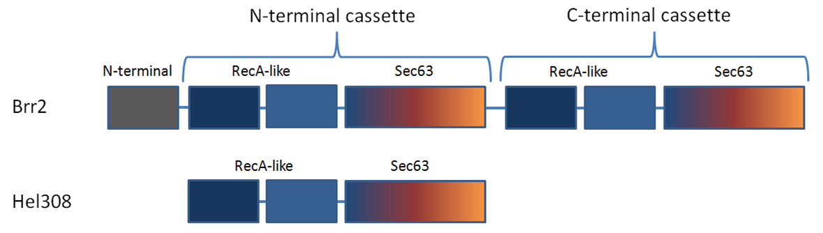 Proposed mechanism.