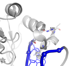 TBX3 3_10 helix interacting with DNA