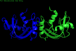 X-Ray Diffraction RNase Dimer.