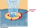Thumbnail for version as of 17:04, 14 August 2012