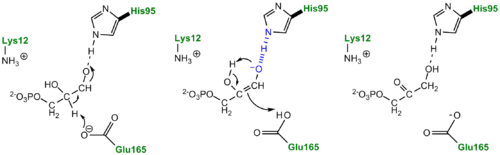 TPI Mechanism with LBHB between His95 and O2 of substrate