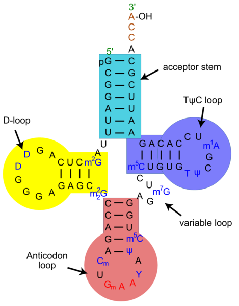 File:TRNA phe yeast.png